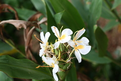 Hedychium flavescens